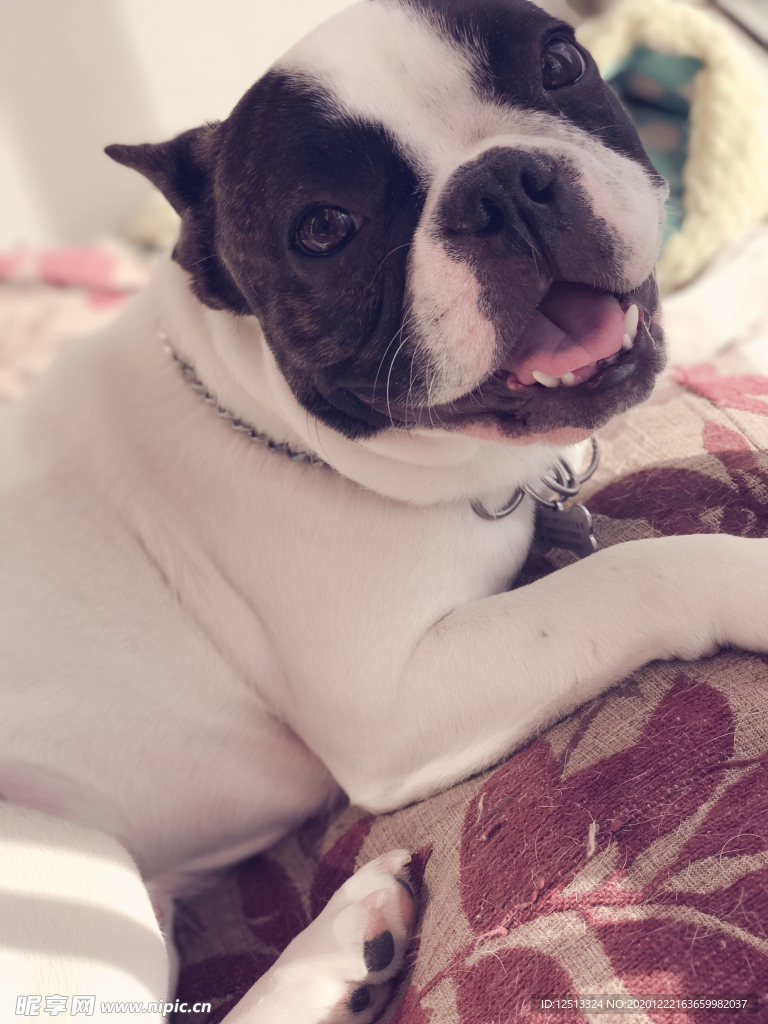 斗牛犬