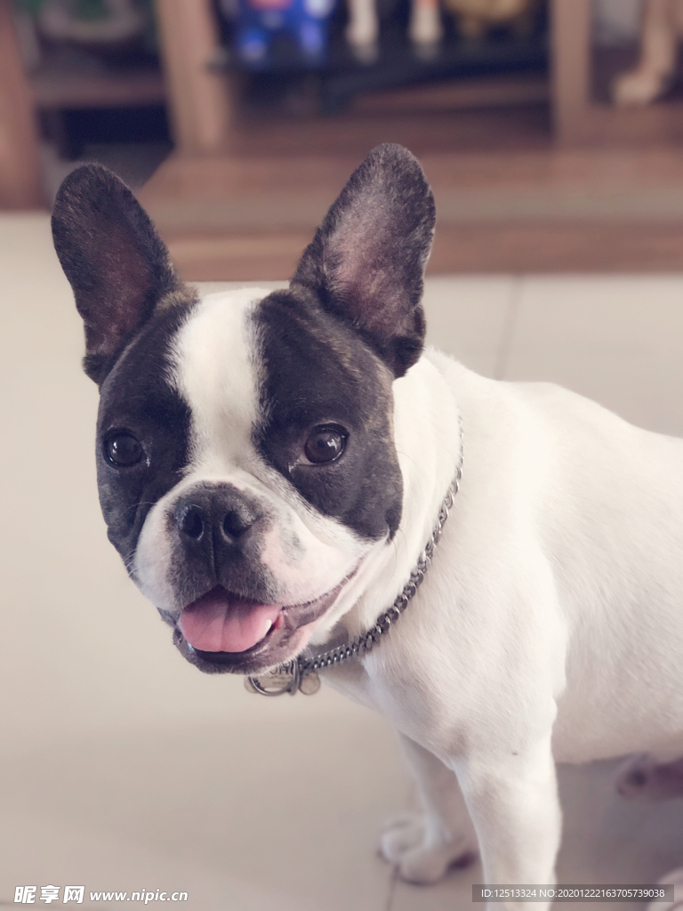 斗牛犬