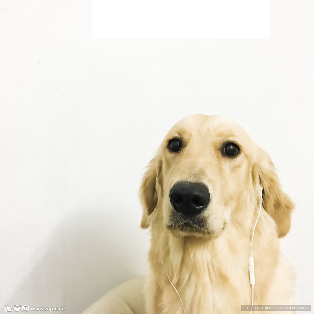 金毛