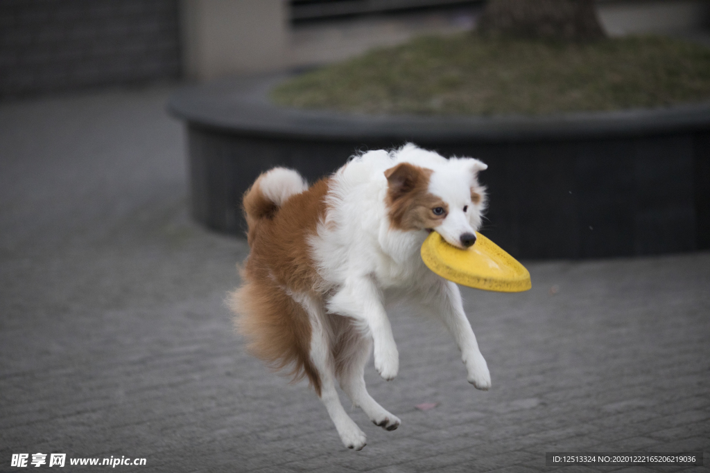 边牧