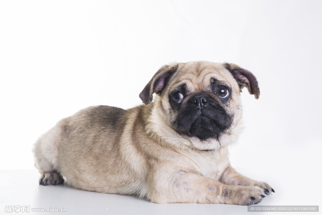 八哥犬