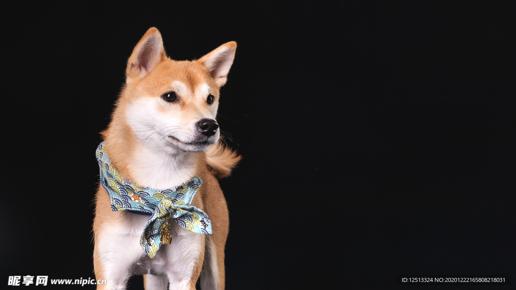 柴犬