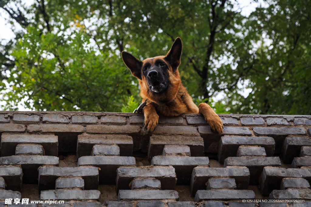 德国牧羊犬