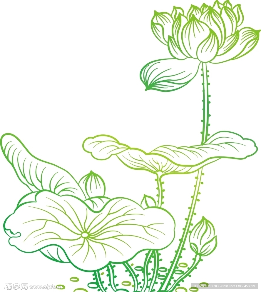 荷花