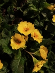 报春花