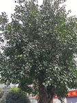 菩提树
