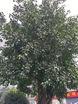 菩提树