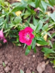 石竹花