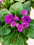 报春花