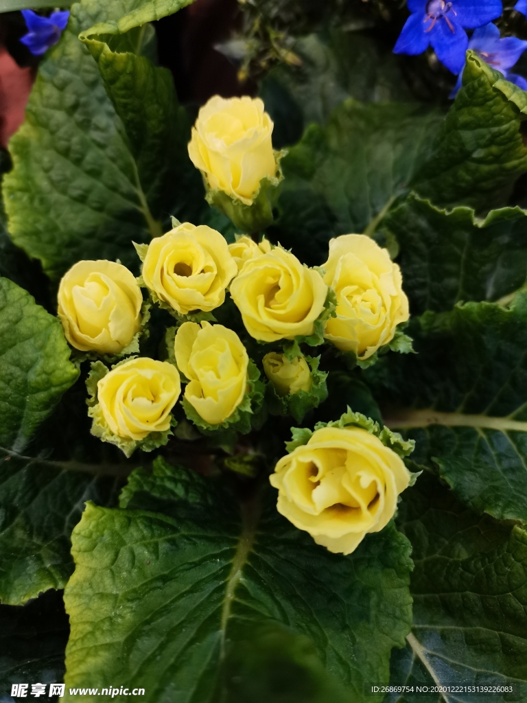 报春花