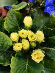 报春花