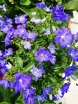 紫色吉梗花