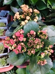 长寿花