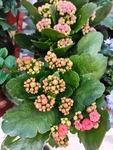 长寿花