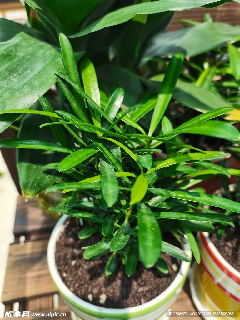 罗汉松
