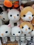 猫咪