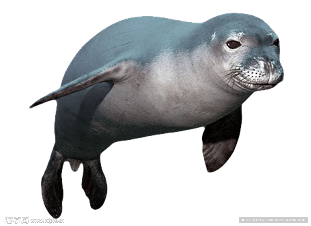 海豹