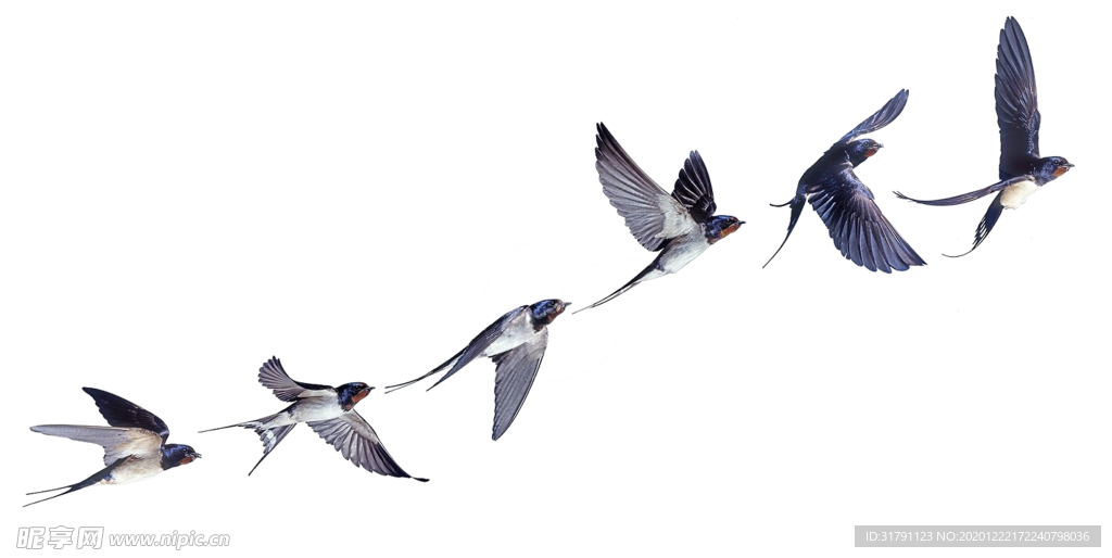 燕子