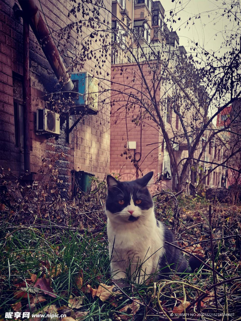 猫