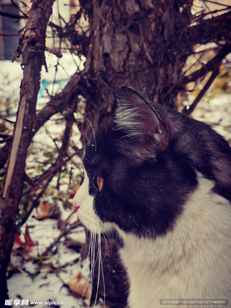 猫 图片