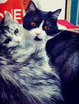 猫    图片