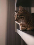 猫    图片