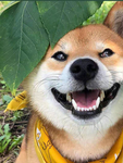 狗   图片