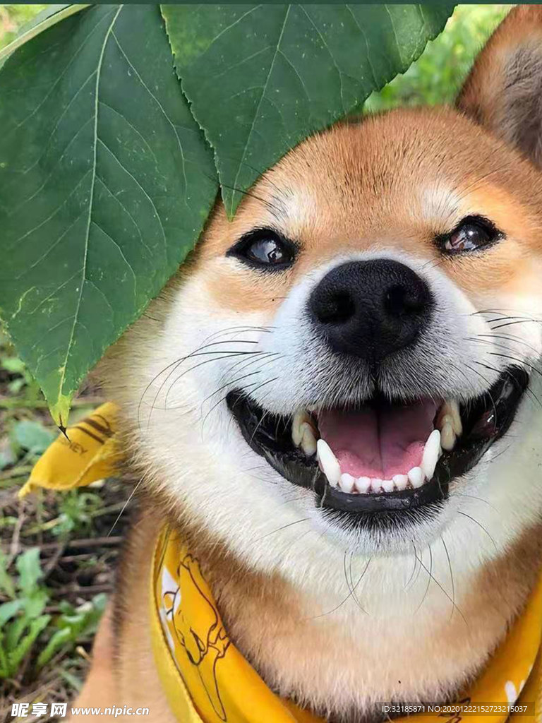 狗   图片
