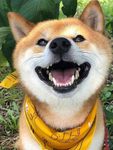 狗   图片