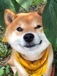 狗   图片