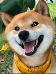 狗   图片