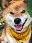 狗   图片