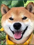 狗   图片