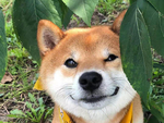 狗   图片