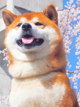 狗   图片
