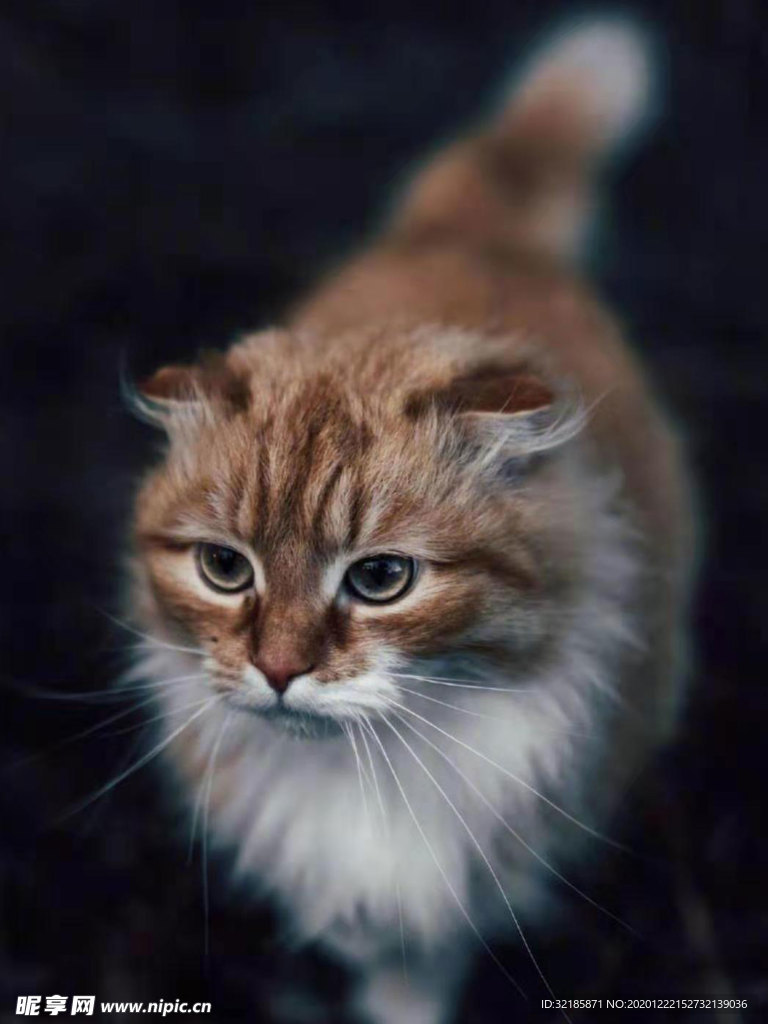 猫