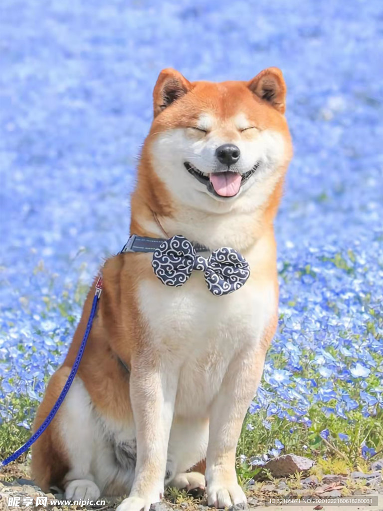 狗   图片