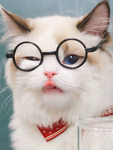 猫    图片