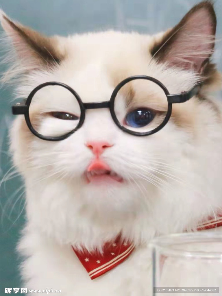 猫    图片