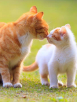 猫    图片