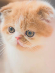 猫图片