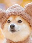 狗   图片