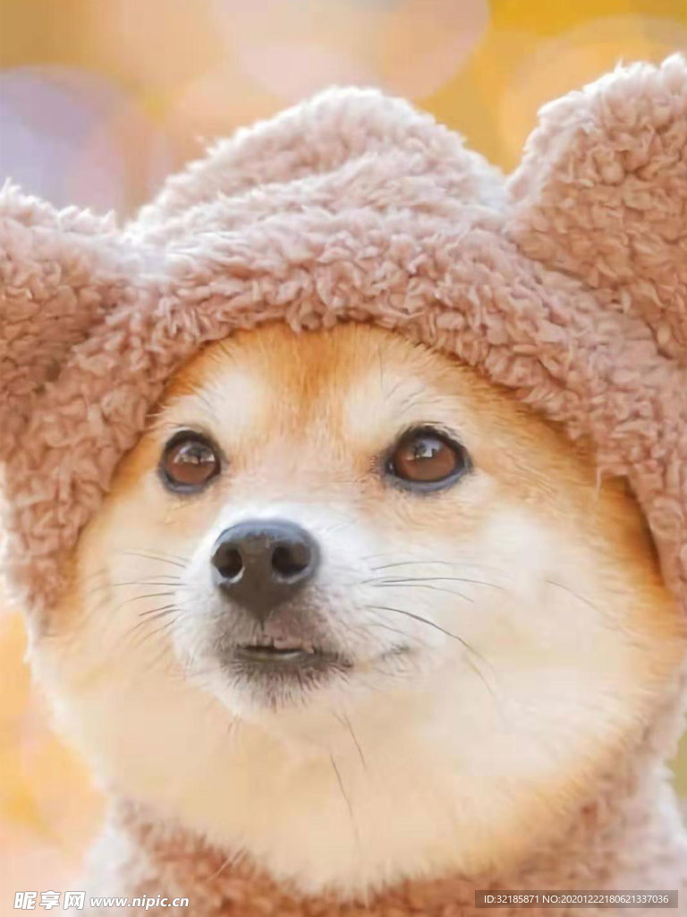 狗   图片