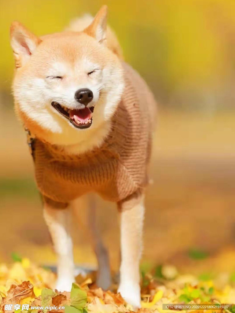 狗   图片