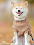 狗   图片