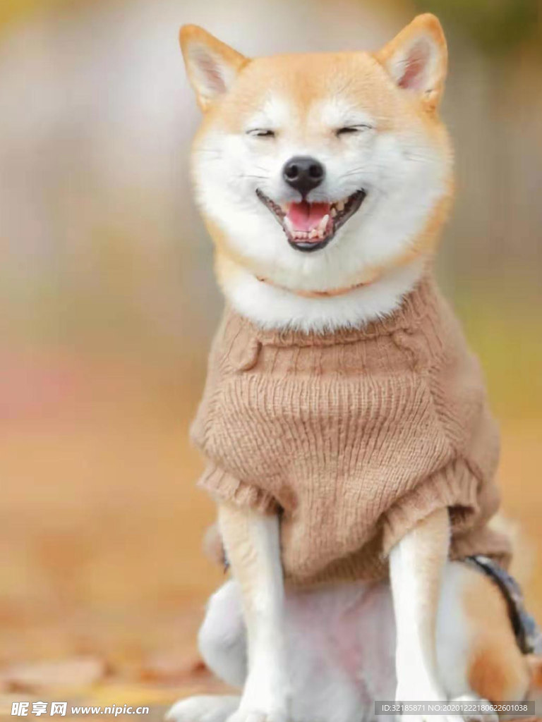 狗   图片