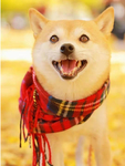 狗   图片