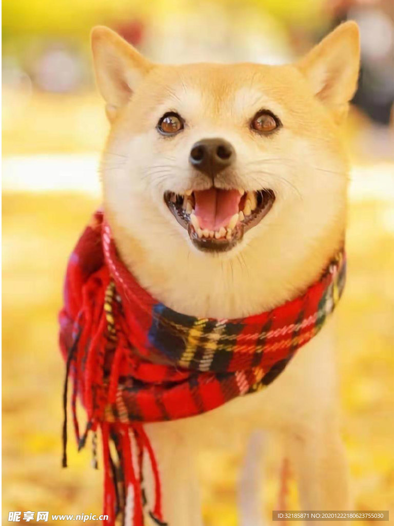 狗   图片