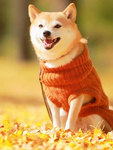 狗