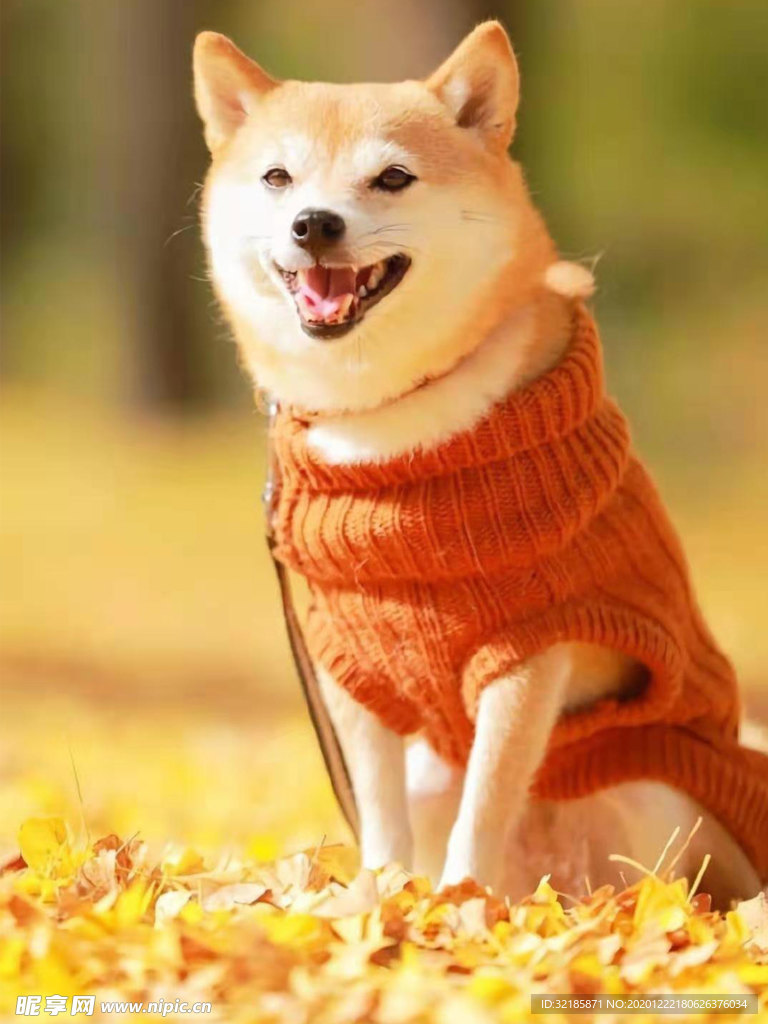 狗